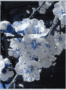White Flowers GIF