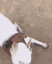 Dog Feral GIF - Dog Feral Zoomies GIFs