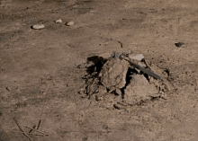 Skeleton Harryhausen GIF - Skeleton Harryhausen GIFs