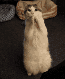 Please Please Pretty Please GIF - Please Please Pretty Please Cat GIFs