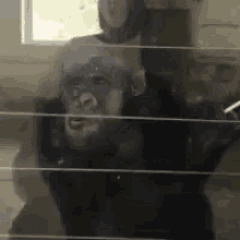 Nodding Smoking Monkey Approves GIF - Nodding Smoking Monkey Approves Smoking Monkey Nod GIFs
