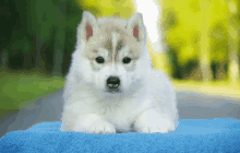 Dog GIF - Dog GIFs