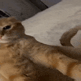 Cat Zalupa GIF - Cat Zalupa Krutoi GIFs