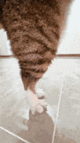 a close up of a cat 's tail and paws