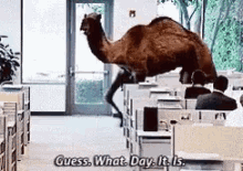 Humpday Camel GIF - Humpday Camel Looking GIFs