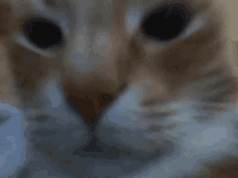 Czesiu Orange Cat GIF - Czesiu Orange Cat Tabby Cat GIFs