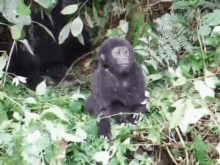 baby gorilla fail strong cute