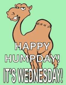 Happy Humpday Its Wednesday GIF - Happy Humpday Its Wednesday Camel GIFs