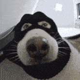 a close up of a dog 's face wearing a mask