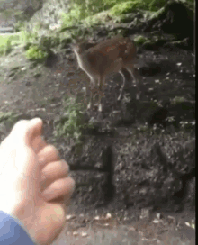 Fuck You GIF - Fuck You Deer GIFs