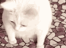Cat Meme Face Cat Puke GIF - Cat Meme Face Cat Meme Cat Puke GIFs