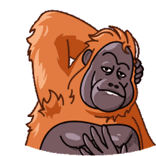 orangutan telegram orangutan orang kiss orang