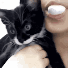 Bubble Gum Pop GIF - Bubble Gum Pop Cat GIFs