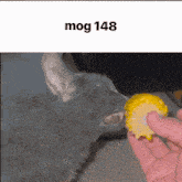 Mog Mog 148 GIF - Mog Mog 148 GIFs