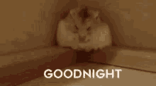 Goodnight Hamster GIF - Goodnight Hamster Fall GIFs