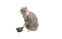 a brown and white cat is playing with a bowl