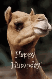 yes camel humpday wednesday middle of the week