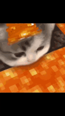 Cat Lava GIF