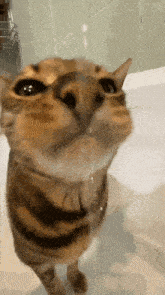 Cat Drinking GIF - Cat Drinking Tap GIFs