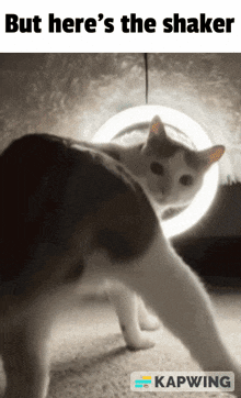 Thug Shaker But Here'S The GIF - Thug Shaker But Here'S The Cat GIFs