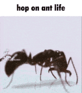 hop on ant life ant life roblox ant life meme ant meme