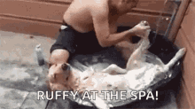 Fancy Dog GIF - Fancy Dog Bath GIFs