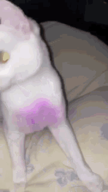 Cat Purple GIF - Cat Purple GIFs