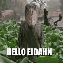 Hello Eidahn GIF - Hello Eidahn GIFs