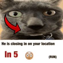 Cat Goofy Cat GIF - Cat Goofy Cat He Is Closing In On Your Currant Location GIFs