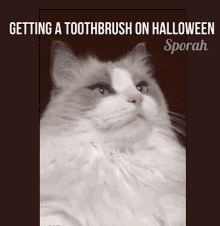 Halloween Cat GIF - Halloween Cat Toothbrush GIFs