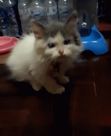 Cat Kitten GIF - Cat Kitten - Discover & Share GIFs