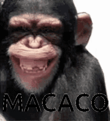 Macaco GIF - Macaco GIFs