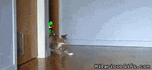 hilarious gifs.com shows a cat walking through a door
