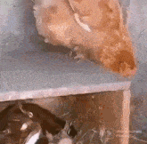 курица и кошка GIF - курица и кошка кошка курица GIFs