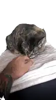 a person with a tattoo on their arm is petting a cat