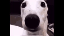 Dog Scared GIF