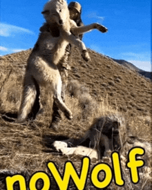 No Wolf Nowolf GIF - No Wolf Nowolf GIFs
