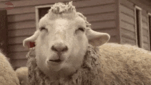 Sheep Feeling It GIF - Sheep Feeling It Chewing GIFs