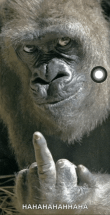 a picture of a gorilla giving the middle finger with a caption that says ' hahahahahaha '