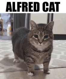 Cat Alfred GIF - Cat Alfred Livgarde GIFs