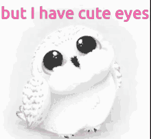 hedwig cute adorable owl beautiful eyes