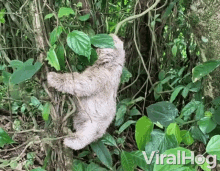 Sloth Leaves GIF - Sloth Leaves Hungry GIFs