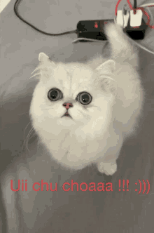 a white cat is standing on a bed with the words uii chu choaa !!! written below it