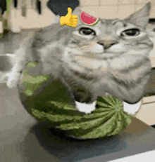 a cat is sitting on a watermelon with a thumbs up
