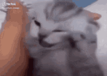 Cat Cat Crazy GIF - Cat Cat Crazy Cat Cry GIFs
