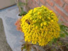 Busy Bee Busy Buzzer GIF - Busy Bee Busy Buzzer GIFs