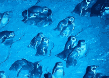 a group of penguins are swimming in a pool of water