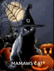 Halloween Cat GIF - Halloween Cat Witch GIFs
