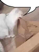 a white cat looking at a cardboard box with a speech bubble in the background