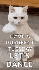 a white cat is standing on its hind legs and says `` have a purrfect tuesday let 's dance ''